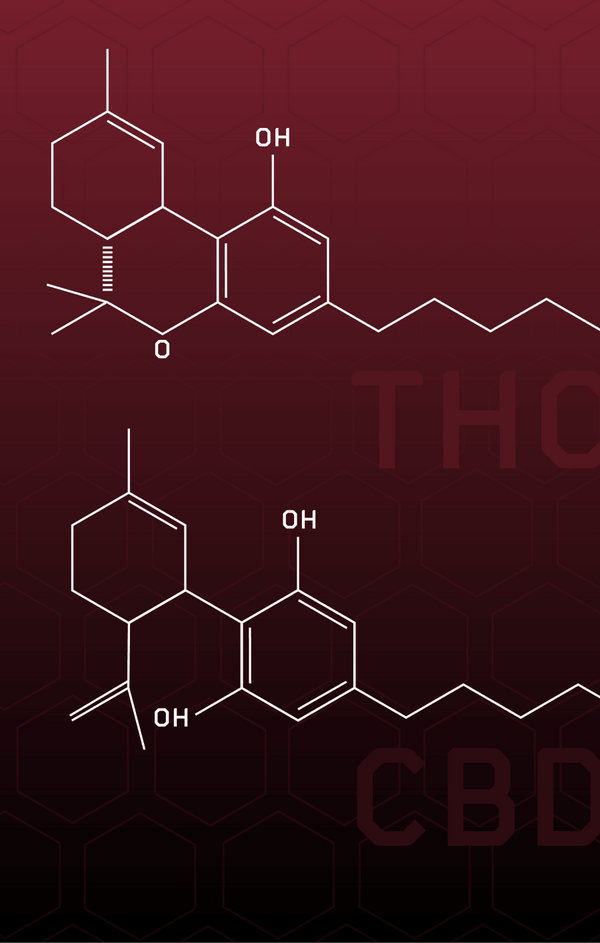 THC and CBD: An Introduction to Cannabinoids